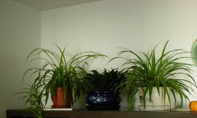 5种不适合在家里摆放的绿色植物，仅供参考